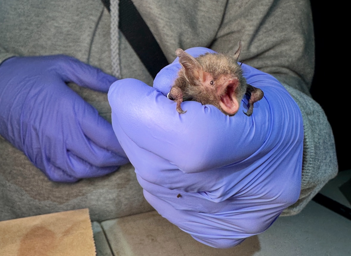 Indiana bat (Myotis sodalis)