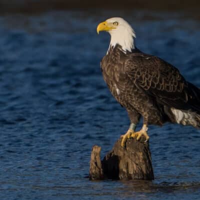 New Jersey Bald Eagles are preparing for 2025 - Conserve Wildlife ...