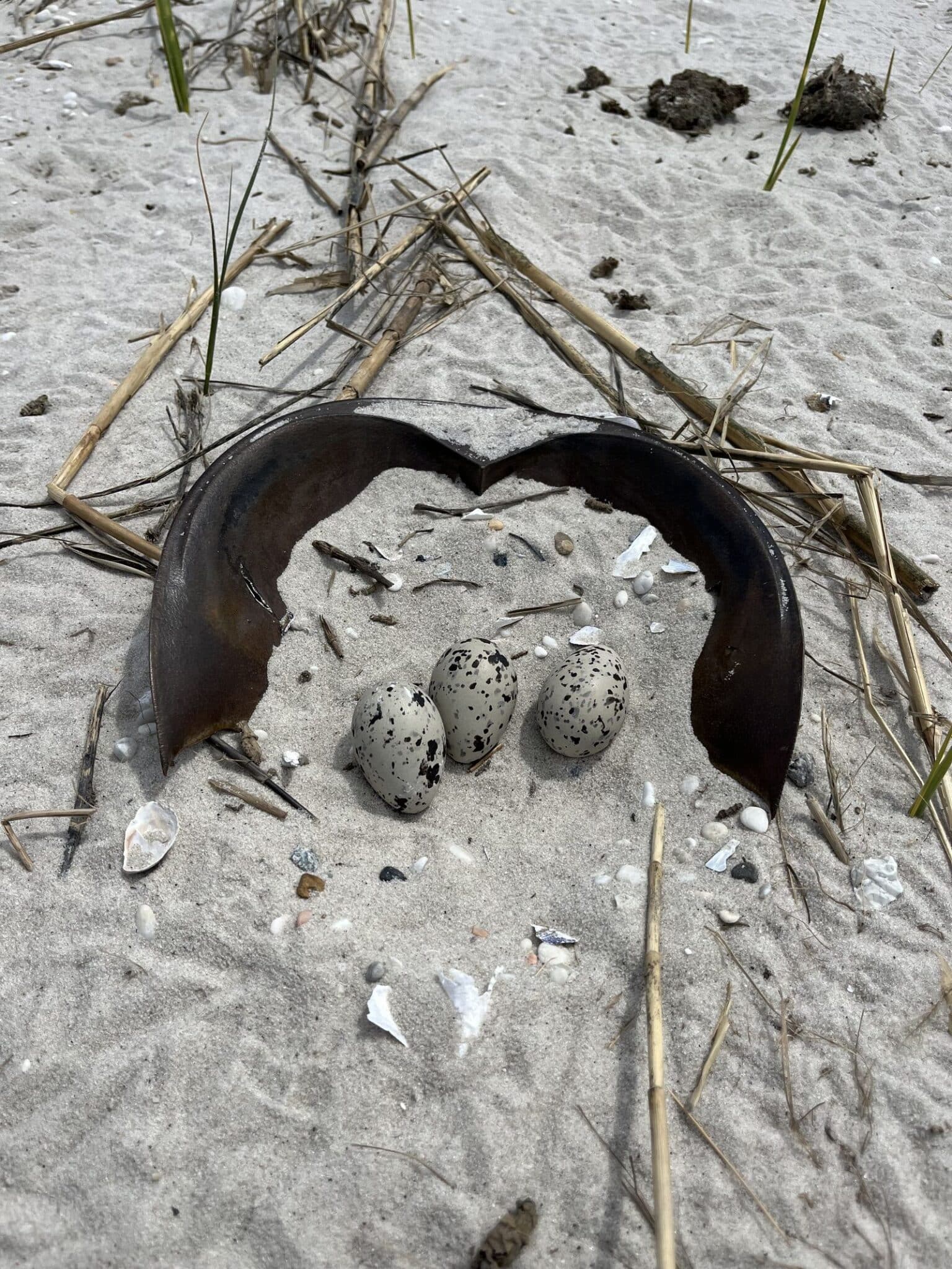 Oystercatcher Nest