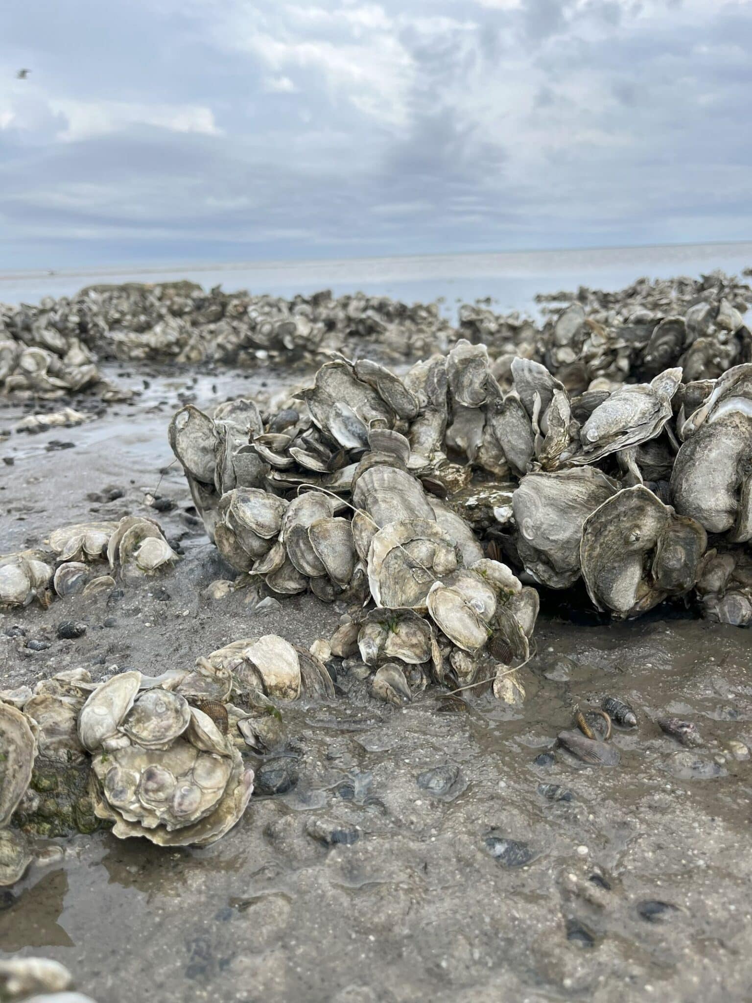 Oyster Beds