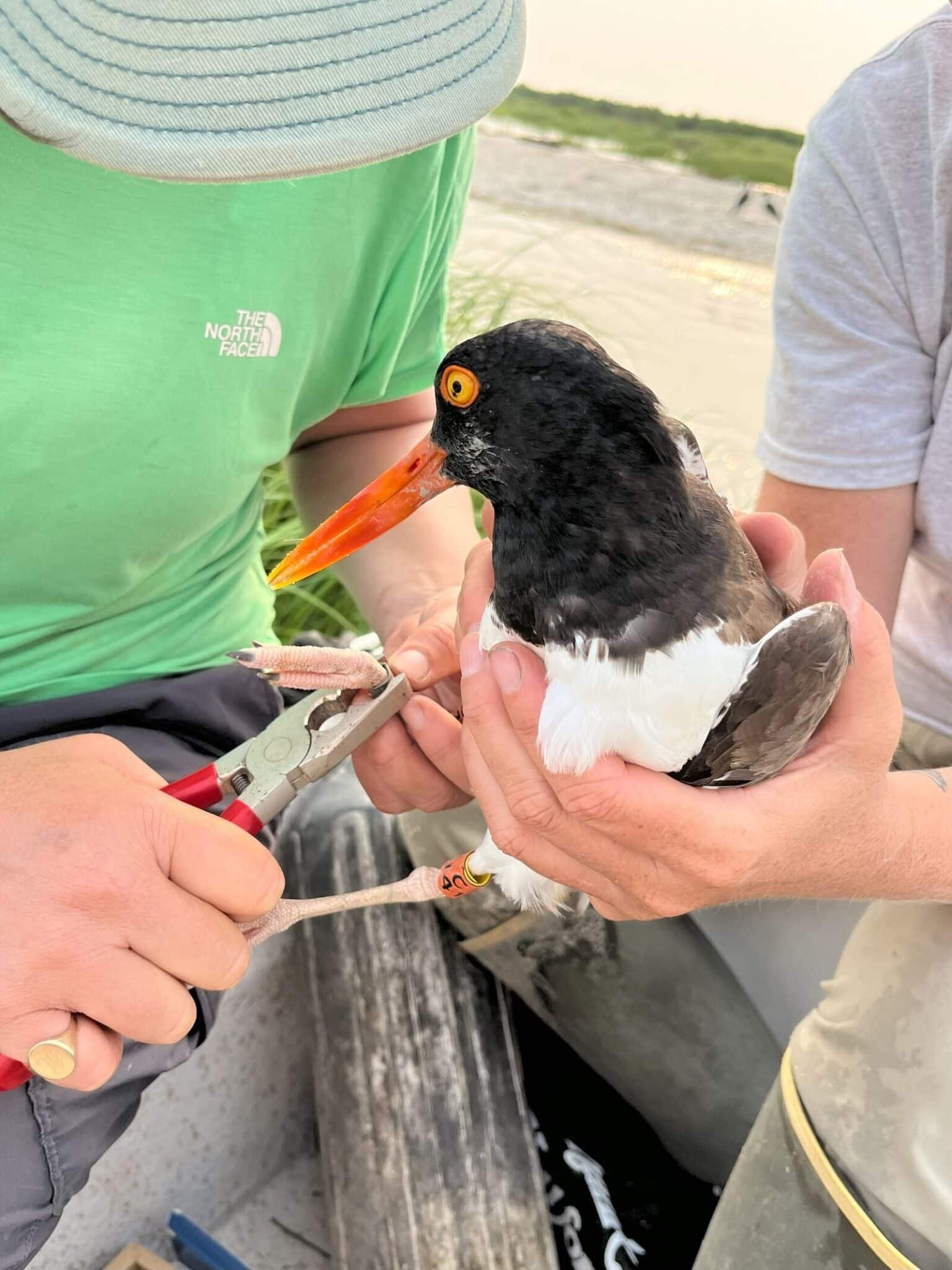 Bird Banding