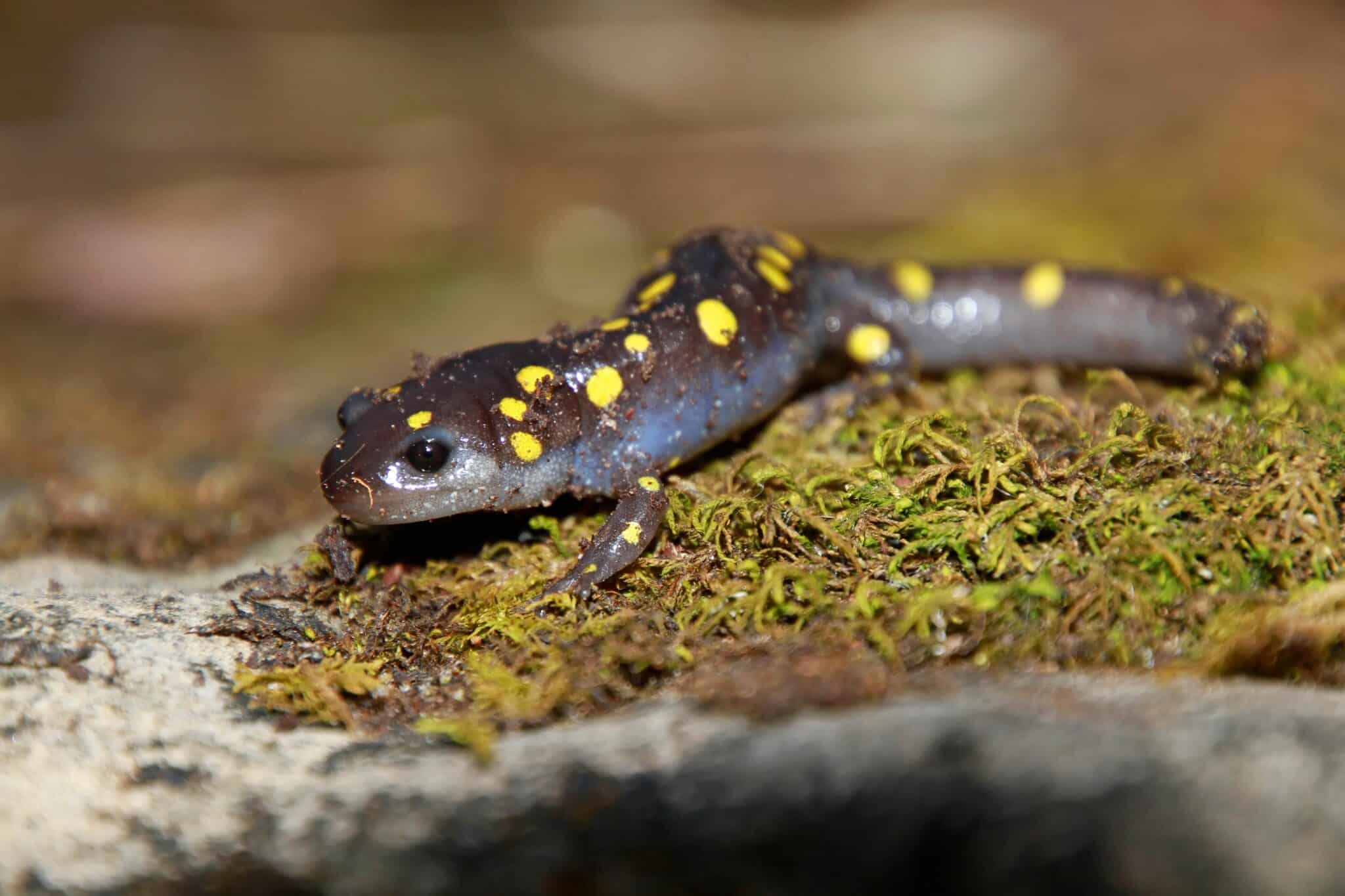 Online Field Guide