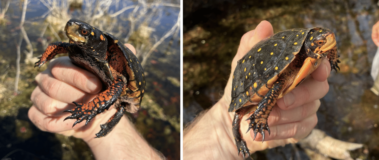 Connecting the Spots: Field Research on New Jersey’s Spotted Turtles ...