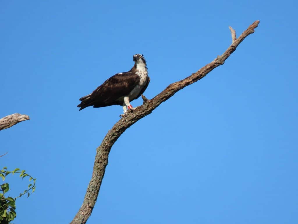 A female osprey perched on a branch with a red band on right leg that reads "57/M."