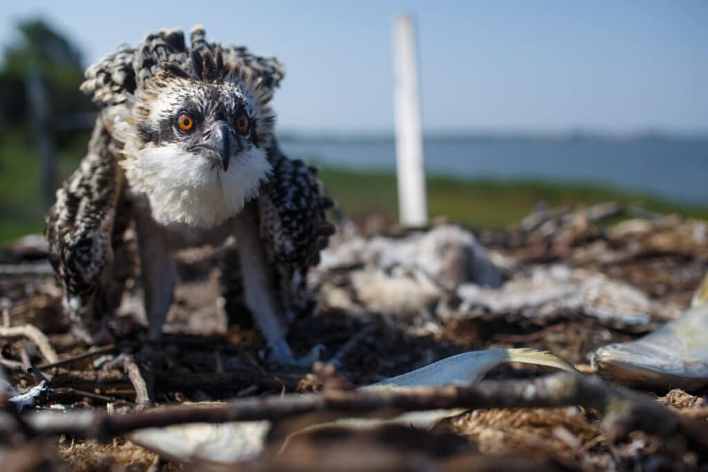 A young osprey stands in its nest with a dead nestling behind it. 