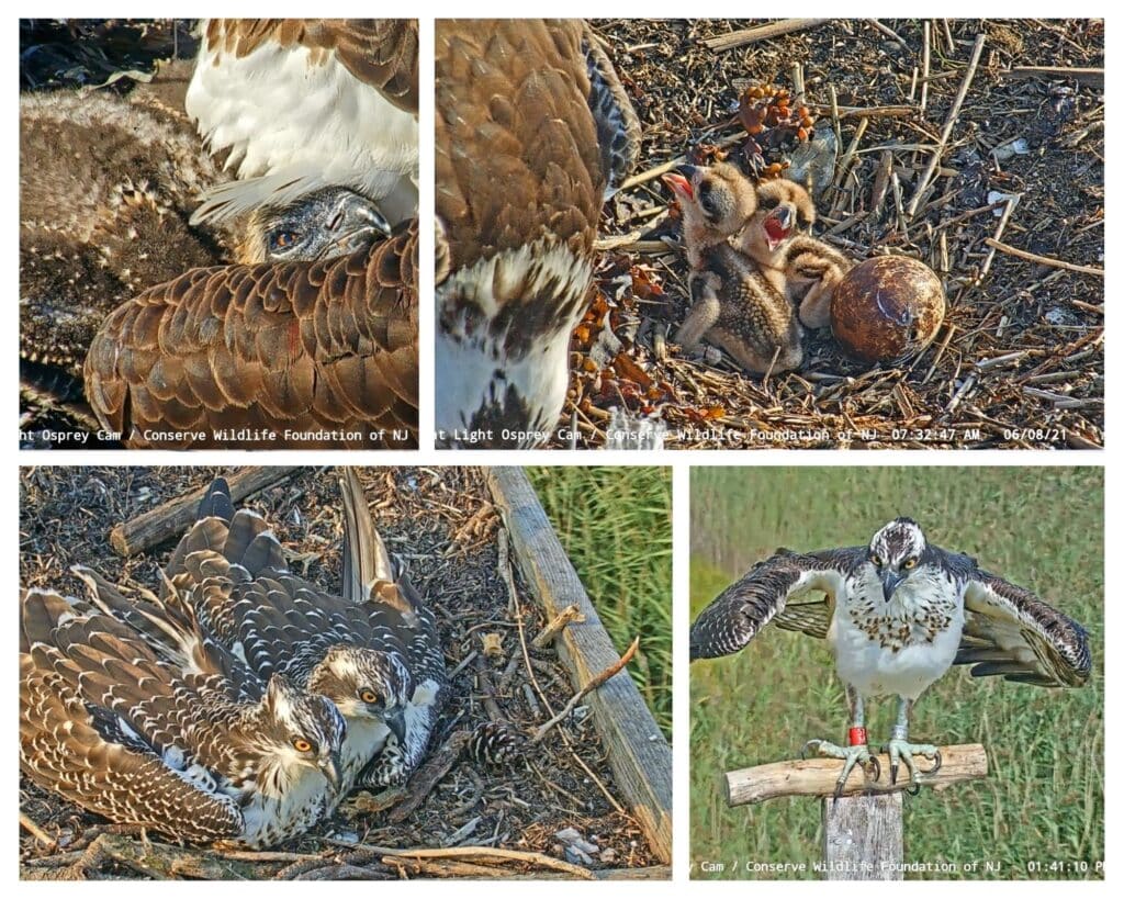 Snapshots showing ospreys at various stages of development via the BL Osprey Cam.