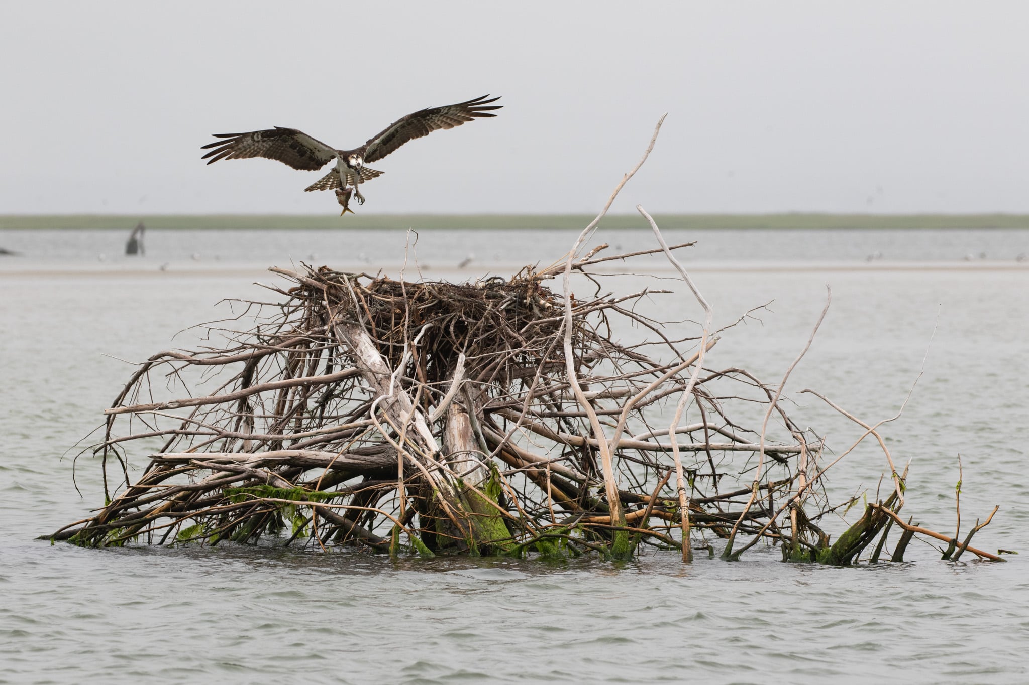 osprey landing on nest over water with menhaden.