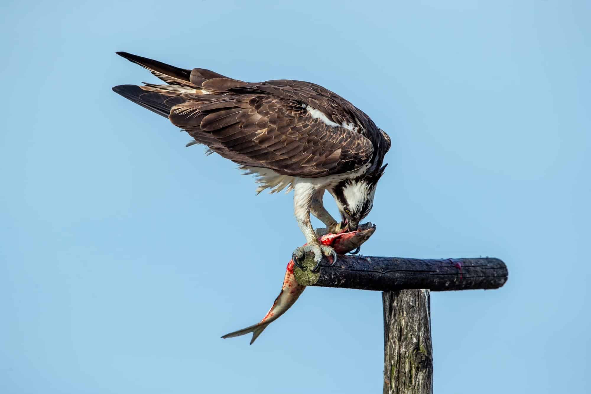 adult osprey feeding on menhaden fish while perched.