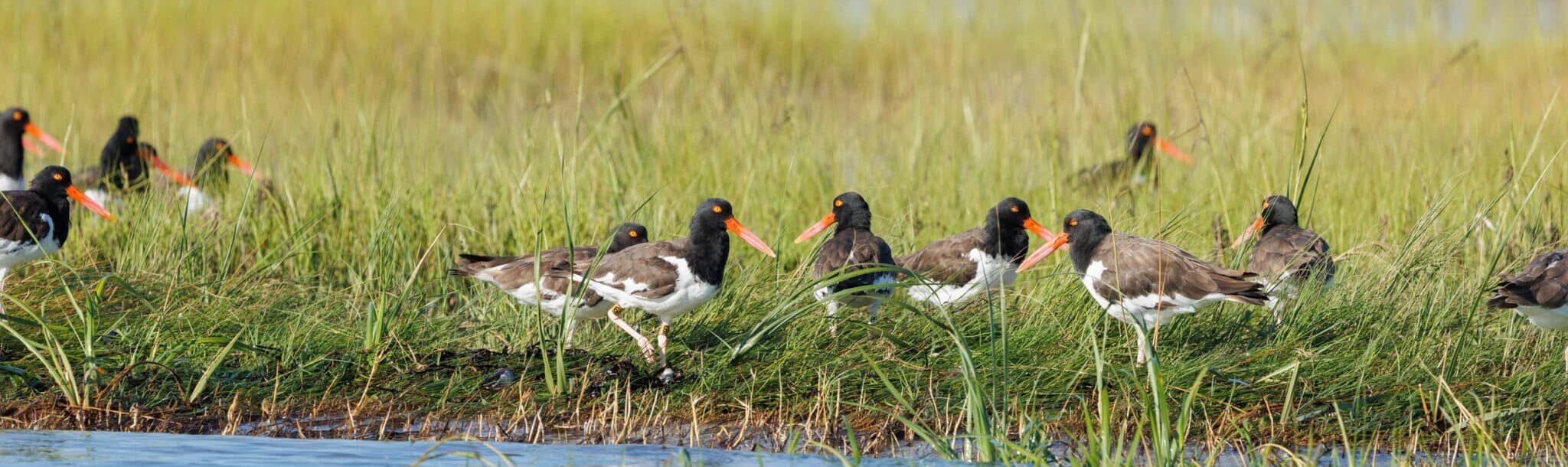 American Oystercatcher Working Group Meeting – 25th Anniversary Edition
