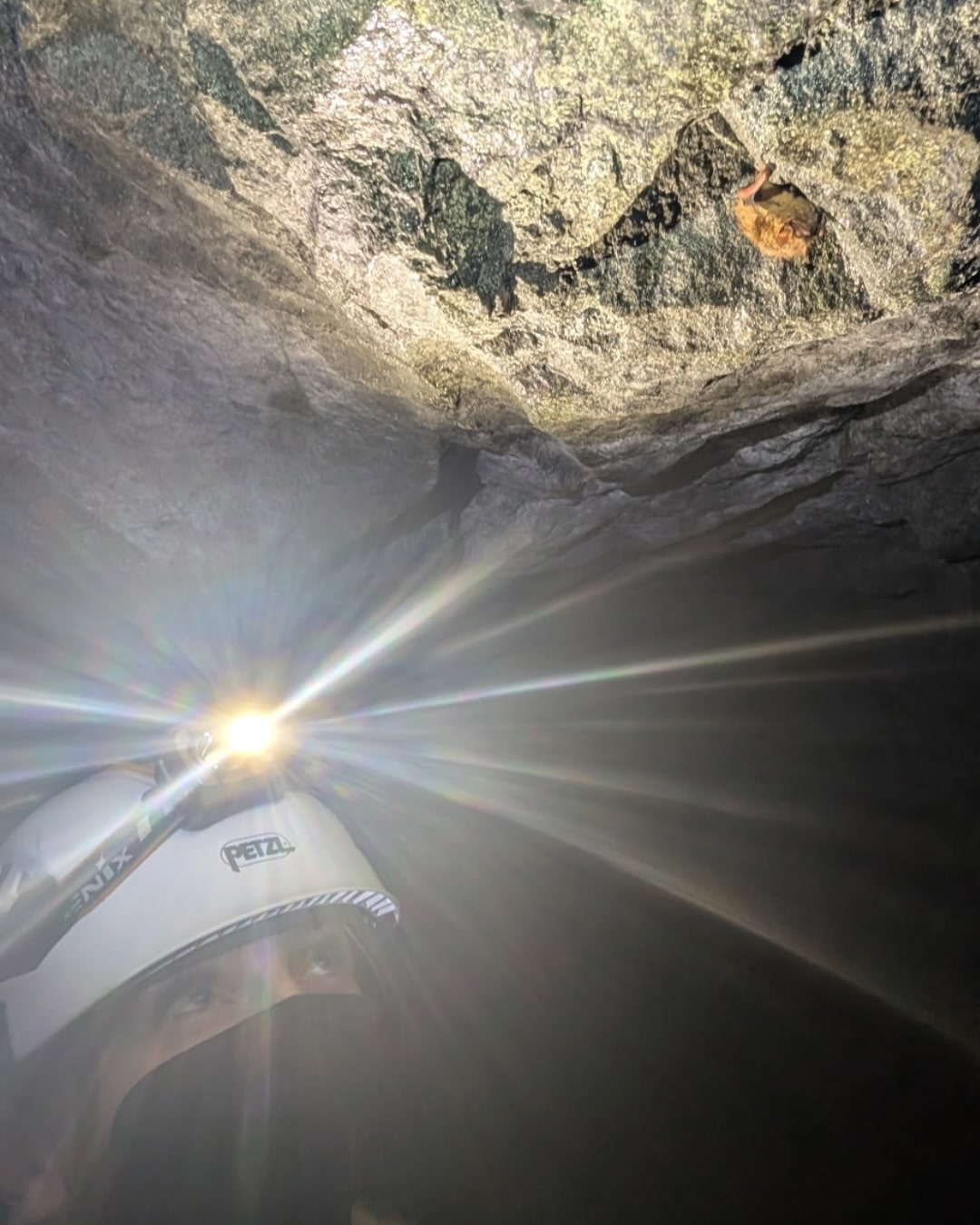 Tricolored bat hibernating 