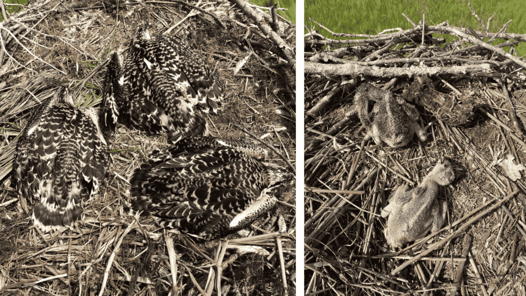 Two photos of two different osprey nests with nestlings. The photo on the left depicts three young that are around the same age and development, an the other shows two young at much different sizes and stages of development.