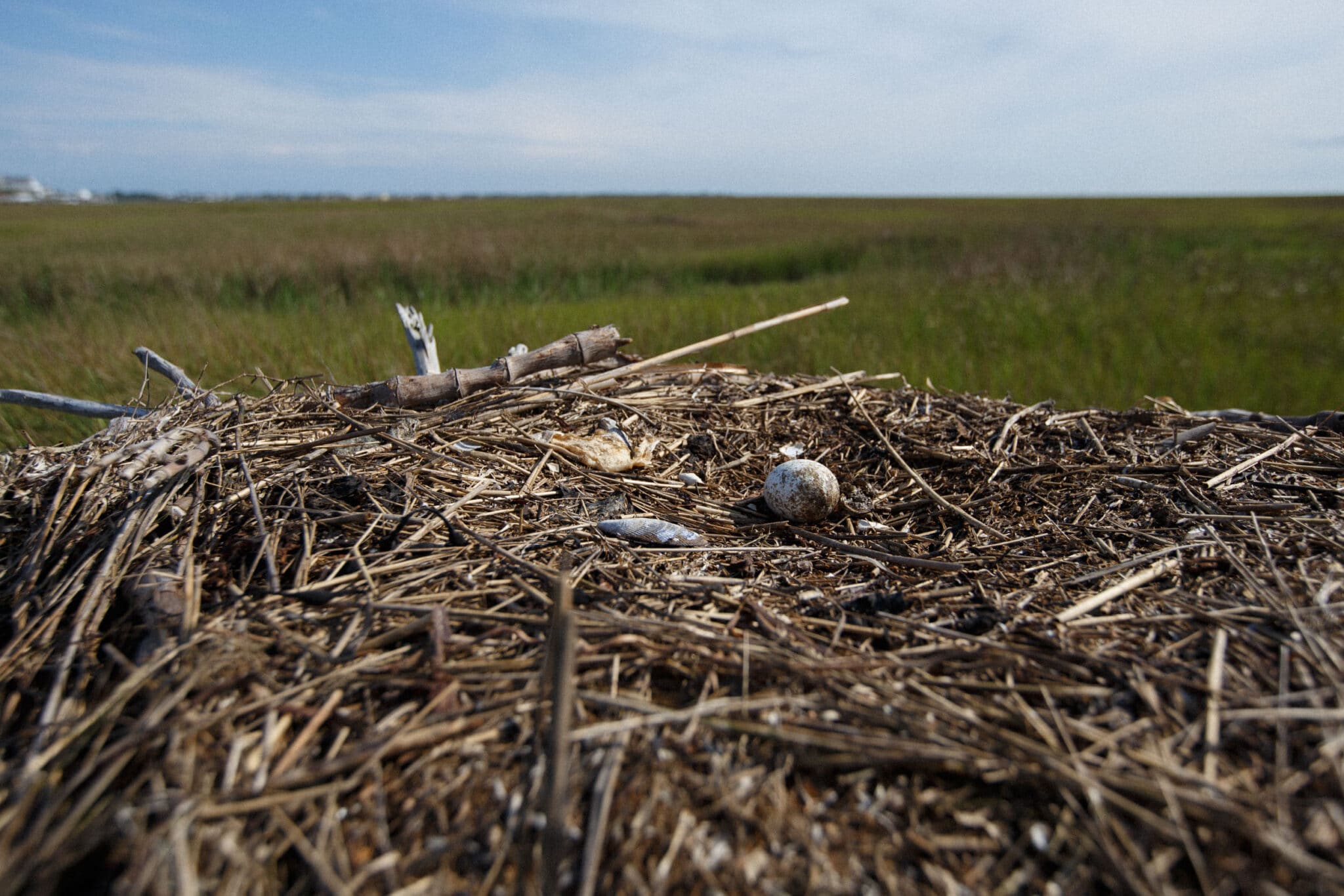 2025: A Year of Challenges for Coastal Nesting Ospreys