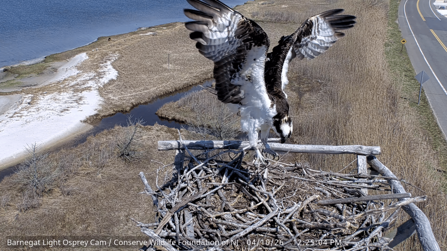 Barnegat Light Osprey Cam