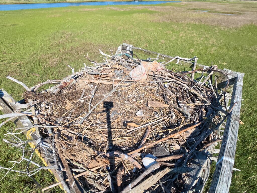 Photo of an empty osprey nest on a wood platform with a vibrant green saltmarsh in the background.
